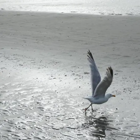 On Belgian Coast With Sea View, Cleaning Included
